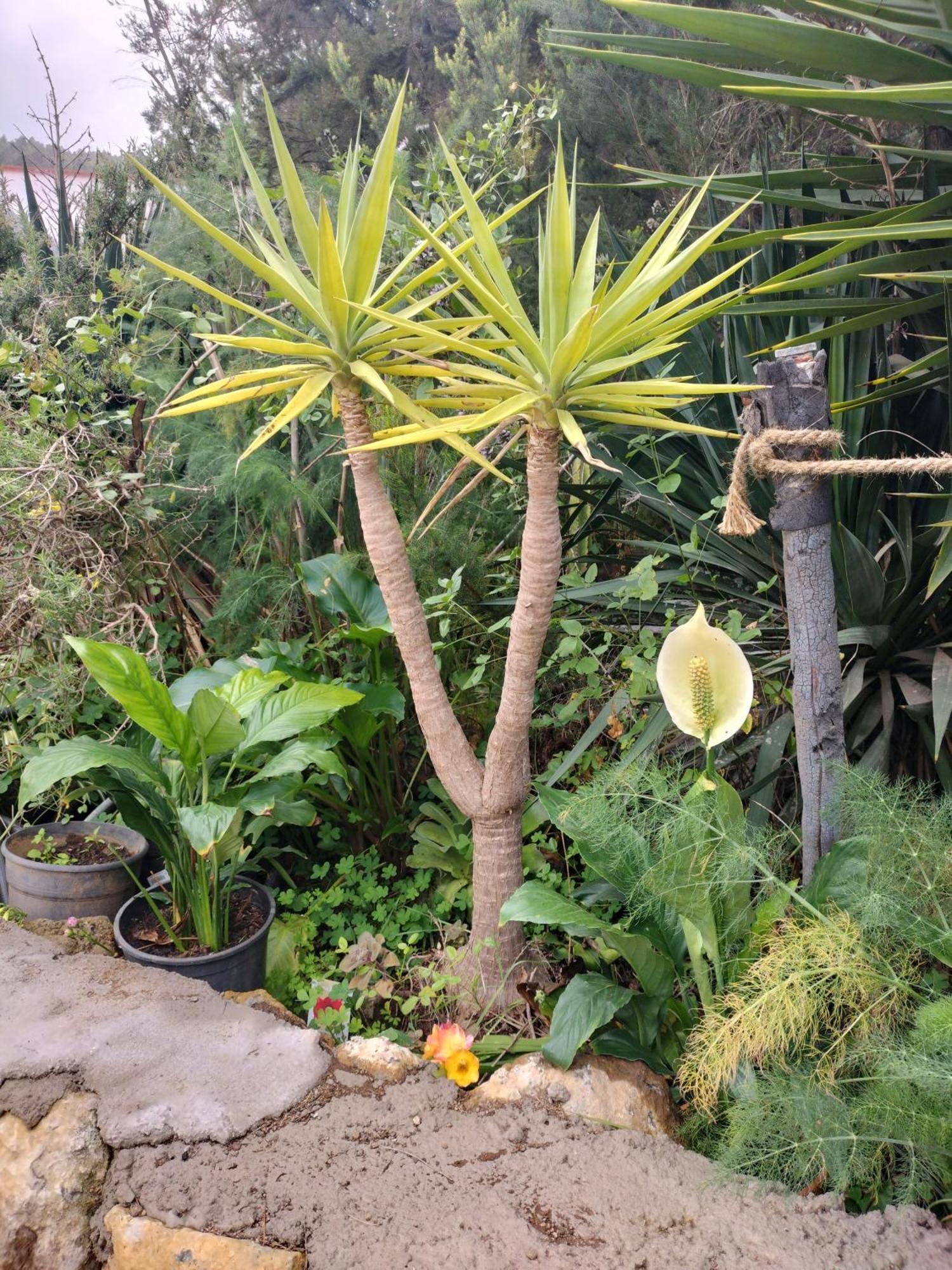 Finca Aurora Ecorural 伊科德·德·洛斯·维诺斯 外观 照片